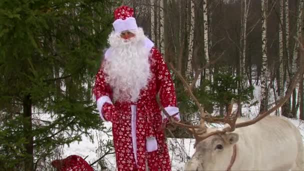 Santa Claus hålla renar genom tyglarna och talar — Stockvideo