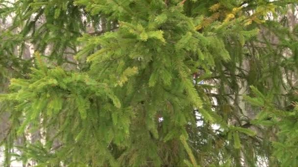 Santa Claus walking around pine tree in winter forest — Stock Video