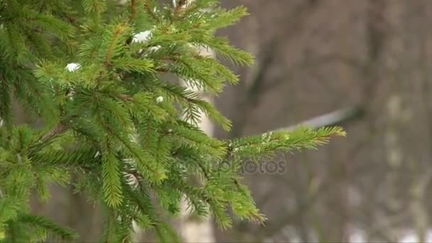 Weihnachtsmann schüttelt den Schnee von der Kiefer — Stockvideo