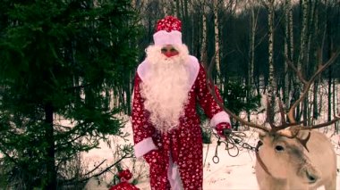Güzel Ren geyiği ve Santa Claus çam ağacı ve insanlar fotoğraf makinesinde tebrik