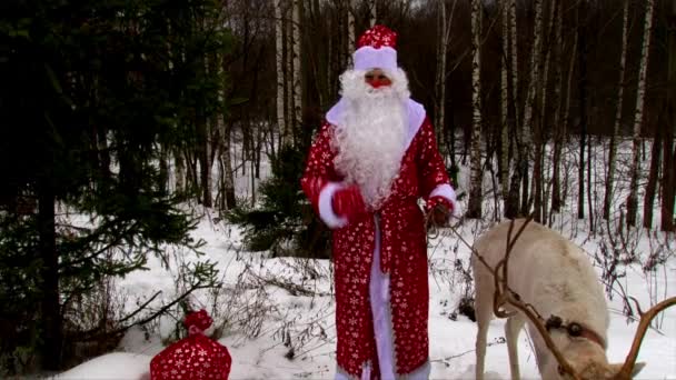 Санта Клаус и олень, стоящие возле елки и выступающие перед камерой — стоковое видео