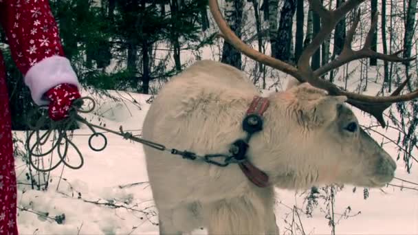 Santa Claus holding reindeer with big antlers by reins — Stock Video
