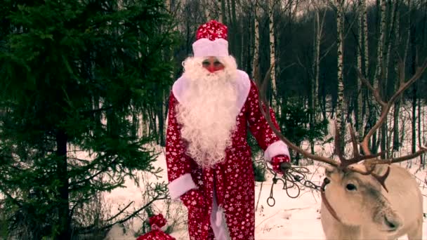 Güzel Ren geyiği ve Santa Claus çam ağacı ve insanlar fotoğraf makinesinde tebrik — Stok video