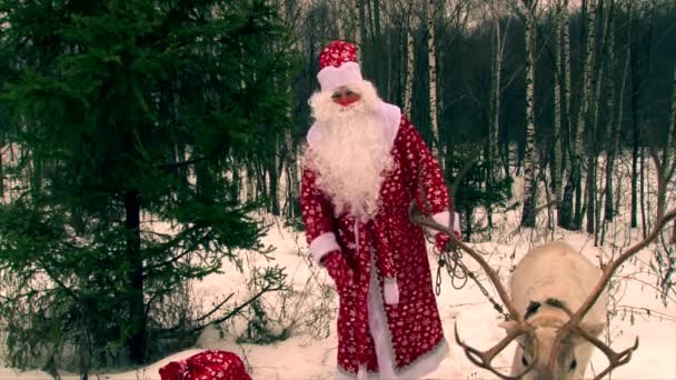 Papai Noel alimentando renas à mão na floresta de inverno — Vídeo de Stock