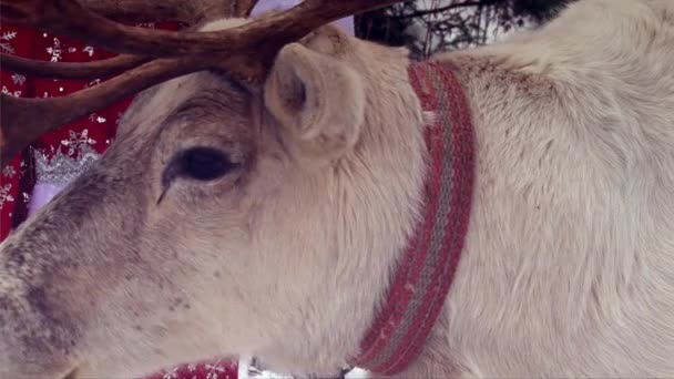 Reindeer close up head and face, chewing mouth, Santa Claus costume on background — Stock Video