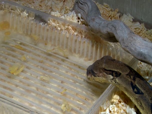 Serpiente constrictora agua potable en acuario — Vídeo de stock