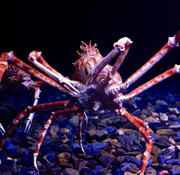 Close up huge Japanese Spider crab in aquarium Stock Photo