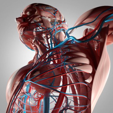 İnsan gövde anatomisi 