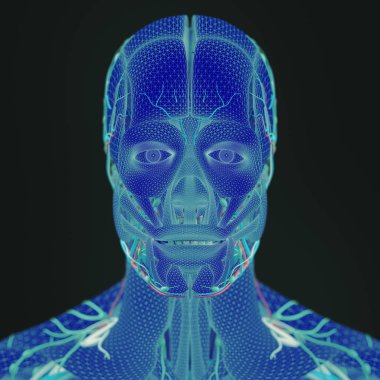 erkek anatomisi modeli