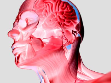 İnsan kafası anatomisi modeli