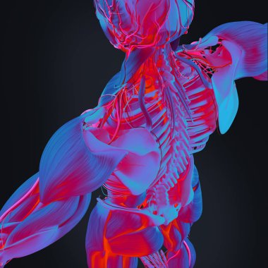 İnsan anatomisi arka modeli