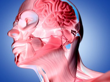 İnsan kafası anatomisi modeli