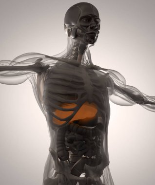 insan anatomisi modeli