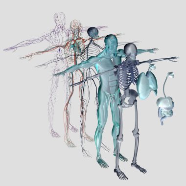 İnsan anatomisi şemayı göster