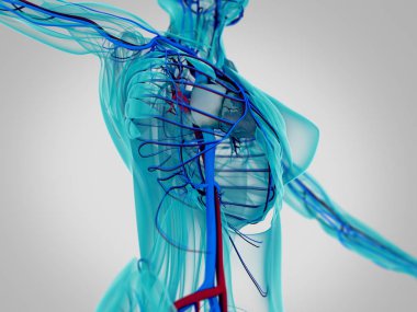 kadın vücudu anatomisi