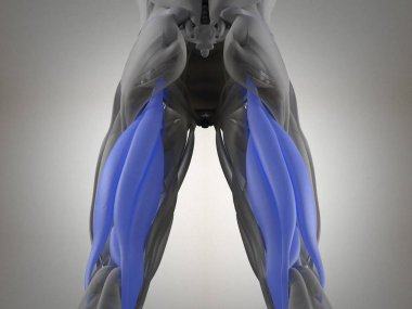 Hamstring kas grubu anatomi modeli