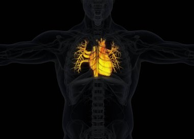 İnsan kalbi anatomisi modeli