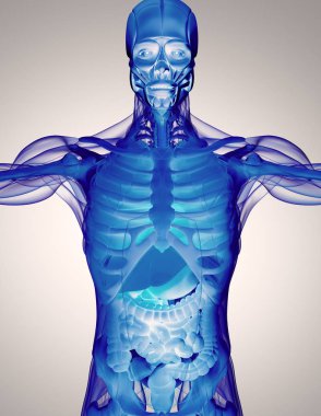 insan anatomisi modeli