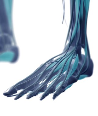 insan ayak anatomisi modeli