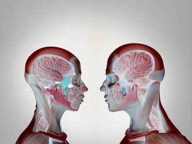 İnsan anatomisi modelleri bakan