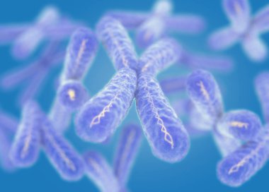 Kromozomlar X mikroskobik modelleri