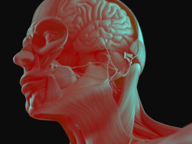 İnsan kafası anatomisi modeli