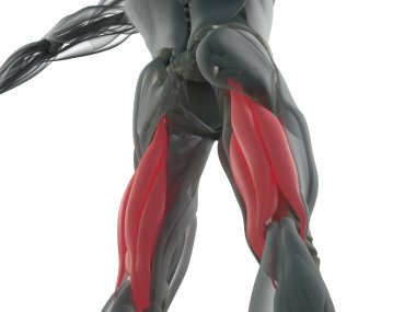 Hamstring kas grubu anatomi modeli
