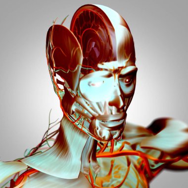 İnsan beyni anatomisi modeli