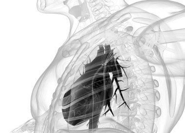 Human heart anatomy model clipart