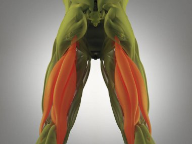 Hamstring kas grubu anatomi modeli