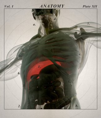 insan anatomisi modeli