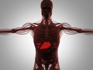 insan anatomisi modeli