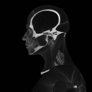 İnsan anatomisi, beyin