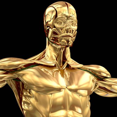 Krom insan anatomisi modeli