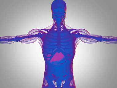 insan anatomisi modeli