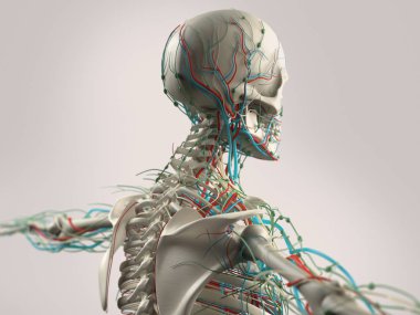 Human back anatomy model clipart