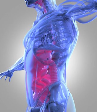 Sindirim sistemi anatomisi modeli