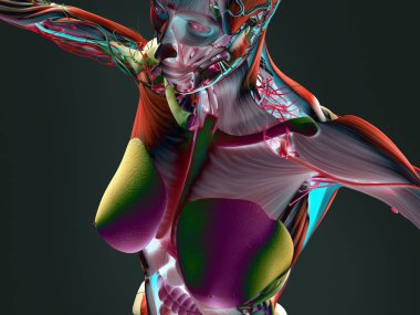 kadın vücudu anatomisi