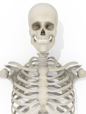 İnsan kafatası anatomisi modeli