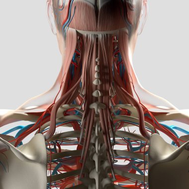 İnsan boyun ve omurga anatomisi modeli
