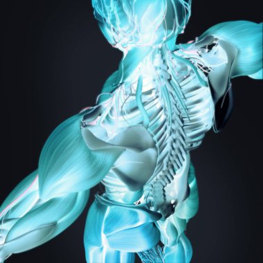 İnsan anatomisi arka modeli