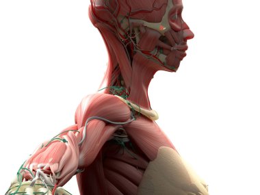 kadın vücudu anatomisi