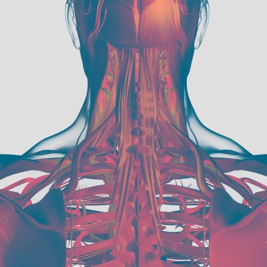 İnsan boyun ve omurga anatomisi modeli