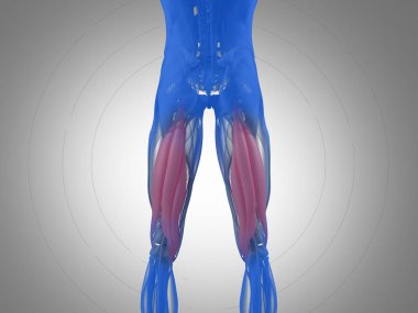 Hamstring kas grubu anatomi modeli