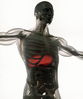 insan anatomisi modeli