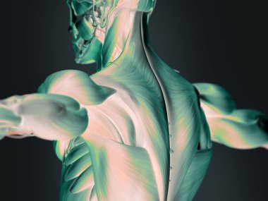 İnsan üst arka anatomisi modeli
