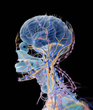 İnsan beyni itici sistem