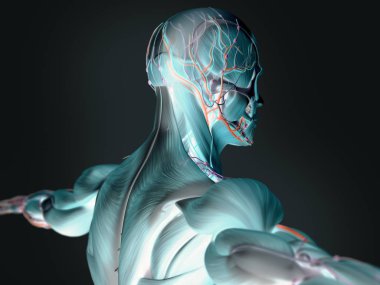 İnsan üst arka anatomisi modeli