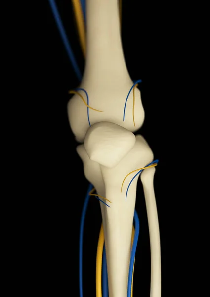 Modelo de anatomía de rodilla humana —  Fotos de Stock