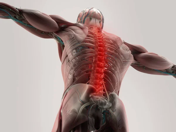 Modelo de anatomia das costas humanas — Fotografia de Stock
